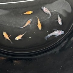 メダカ　ダルマメダカ❗️めだかの画像