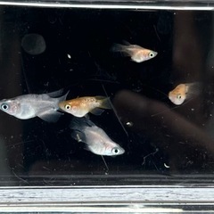 メダカ　ダルマメダカ❗️めだかの画像