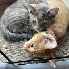 4ヶ月くらいの子猫   グレー - 猫