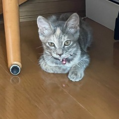 4ヶ月くらいの子猫   グレー