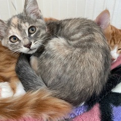 4ヶ月くらいの子猫   グレー - 奥州市
