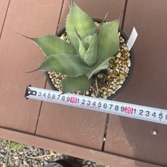 アガベ パリートルンカータの画像