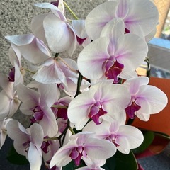 胡蝶蘭　貰ってください
の画像