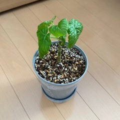 ウンベラータ②の画像