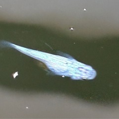 ③ラメメダカ（サファイア系の白）5匹の画像