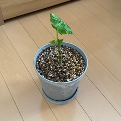 ウンベラータ③の画像
