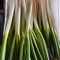 大特価‼️味に自信あり❗️長ネギの画像
