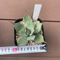 アガベ　パリーチワワの画像