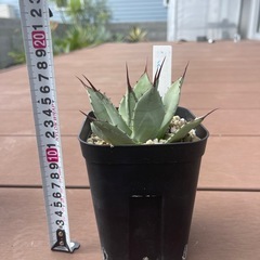 アガベ　パリーチワワの画像