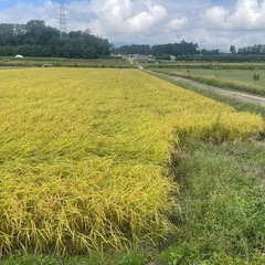 稲藁ロールの画像