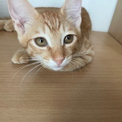 チャトラ  4ヶ月  