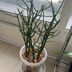 観葉植物　ミルクブッシュ　ミドリサンゴの画像