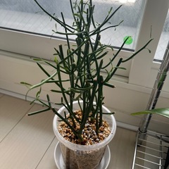 観葉植物　ミルクブッシュ　ミドリサンゴの画像