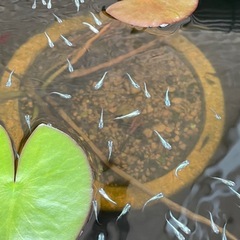 みゆきメダカ　30匹　幹之メダカの画像