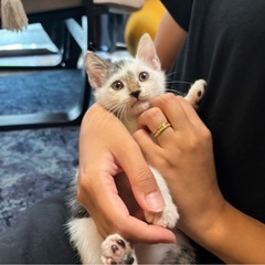 甘えん坊のキジまじりの子猫