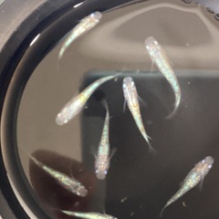 驚安❗️ メダカ　ピンクサファイア若魚　選外　雄5 雌3 (めだかの館様血統)の画像