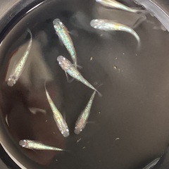 驚安❗️ メダカ　ピンクサファイア若魚　選外　雄5 雌3 (めだかの館様血統)の画像