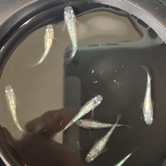 驚安❗️ メダカ　ピンクサファイア若魚　選外　雄5 雌3 (めだかの館様血統)の画像