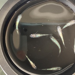 驚安❗️ メダカ　ピンクサファイア若魚　選外　雄5 雌3 (めだかの館様血統)の画像