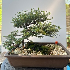 天皇梅 ミニ盆栽の画像