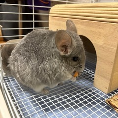 チンチラ♀