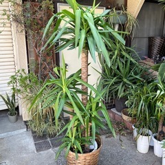 観葉植物　幹太ユッカ　高さ１８０センチの画像