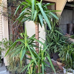 観葉植物　幹太ユッカ　高さ１８０センチの画像