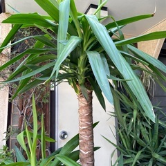 観葉植物　幹太ユッカ　高さ１８０センチの画像