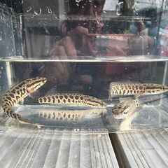 雷魚②の画像