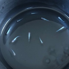 🔷♦︎清流きりゅうメダカ♦︎🔷若魚 10匹の画像