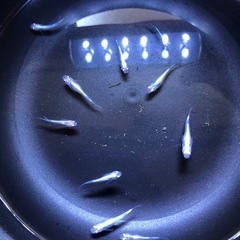🔷♦︎清流きりゅうメダカ♦︎🔷若魚 10匹の画像