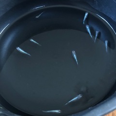 🔷♦︎清流きりゅうメダカ♦︎🔷若魚 10匹の画像