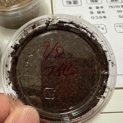 ミヤマクワガタの幼虫3頭セットの画像