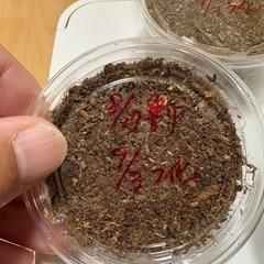 ミヤマクワガタの幼虫3頭セットの画像