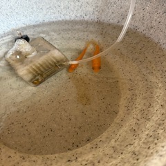 金魚の画像