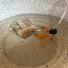金魚の画像