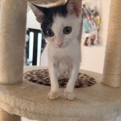 頑張った❣️  アトム
