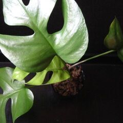 【お話し中】観葉植物　姫モンステラ　ヒメモンステラ　1の画像