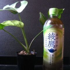 【お話し中】観葉植物　姫モンステラ　ヒメモンステラ　1の画像