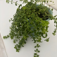 観葉植物　小さめの画像