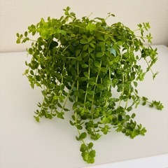 観葉植物　小さめの画像