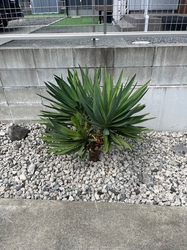 グロリオサ　分頭　熊本