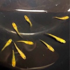 金ピカ💐REKULIS若魚計⒎匹レクリス.メダカの画像