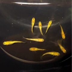 金ピカ💐REKULIS若魚計⒎匹レクリス.メダカの画像