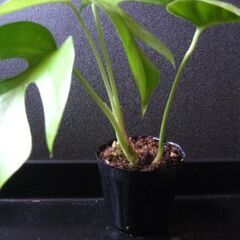 観葉植物　姫モンステラ　ヒメモンステラ　初心者にも簡単　2の画像