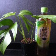 観葉植物　姫モンステラ　ヒメモンステラ　初心者にも簡単　2の画像