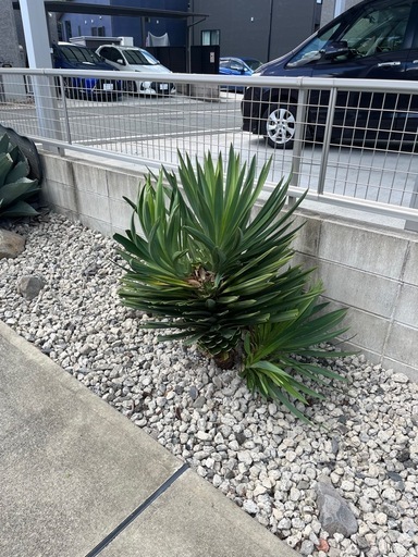 グロリオサ　分頭　熊本　その2