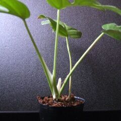 観葉植物　姫モンステラ　ヒメモンステラ　初心者にも簡単　3の画像