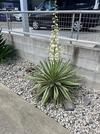 グロリオサ班入りタイプ　熊本