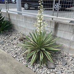 グロリオサ班入りタイプ　熊本の画像